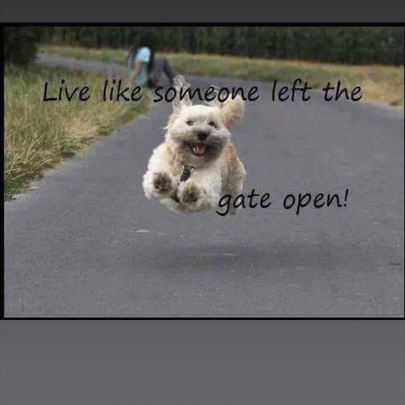 Meet your Posher, Moxies - Picture 6 of 11